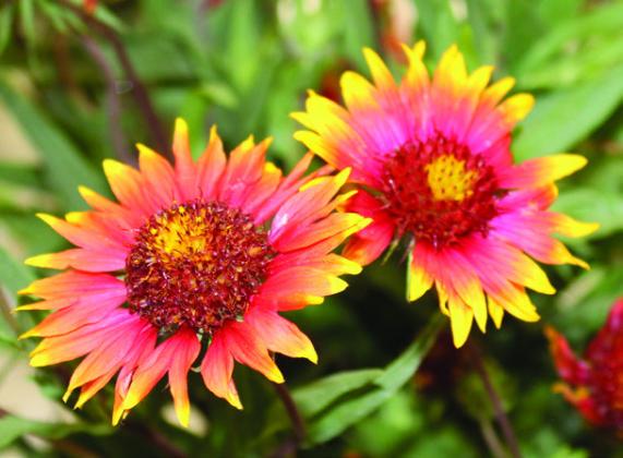 The colorful Indian Blanket Firewheel often appears after Texas Bluebonnets begin to fade away, according to Highland Lakes Birding and Wildflower Society members.