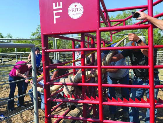 While onlookers hold their breath, judges measure the tip-to-tip length of on “Sweet Maxi.” The Burnet cow recently etched her name into the Guinness Book of World Records during a contest in Corsicana. Elizabeth Fritz/Contributed photo
