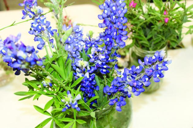 The Highland Lakes Birding and Wildflower Society exhibited one Texas Bluebonnet wildflower during its “Local Native Wildflower Show” during the recent Bluebonnet Festival.