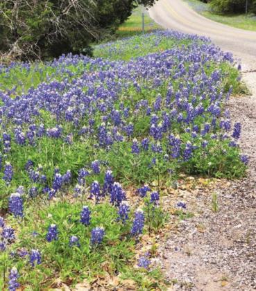 The Bluebonnet Festival is named for the signature flower found across the Highland Lakes. The flowers typically bloom in late March and continue through April, such as these found on the side of Park Road. 4. File photo