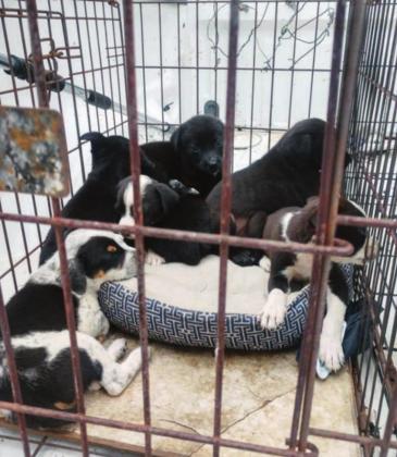 Sunday, July 4, Burnet Police Department received a service call about a medium-sized female mixed-breed dog and her eight puppies left near a parking lot in the Burnet city limits. Contributed