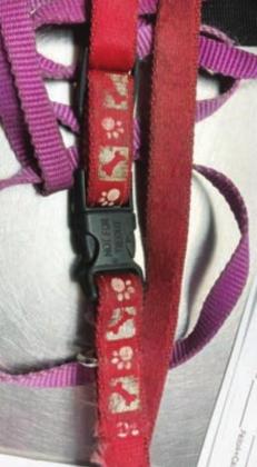 The adult female canine was wearing a red nylong collar (above) with a black clasp. BPD is seeking the owner(s) of the dogs and the individuals responsible for their abandonment. Contributed photos