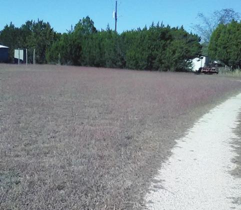 Fran Jones/Burnet Bulletin The grasses in Briggs and Oakalla are turning fall colors making meadows look purple.