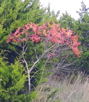 Reds and oranges on autumn trees contrast beautifully with the evergreens in northern Burnet County. Fran Jones/Burnet Bulletin