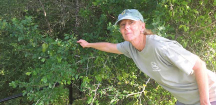 Leslie L. Bush of Macrobotanical Analysis will present: The Deep Roots of Texas Edible, Medicinal, and Craft Plants on May 21 at the Marble Falls Public Library. Contributed photo