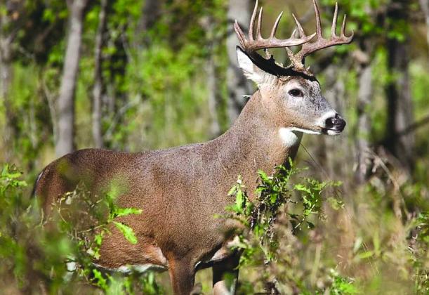 The few areas of the state that missed the spring rainfall should expect average antler quality, which is still expected to exceed expectations from the 2022 season. File photos