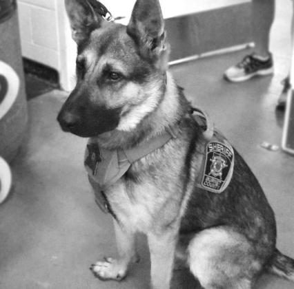 Ron (aka Jag), the Burnet County Sheriff’s Office K-9, was credited with assistance in finding a missing toddler. File photo