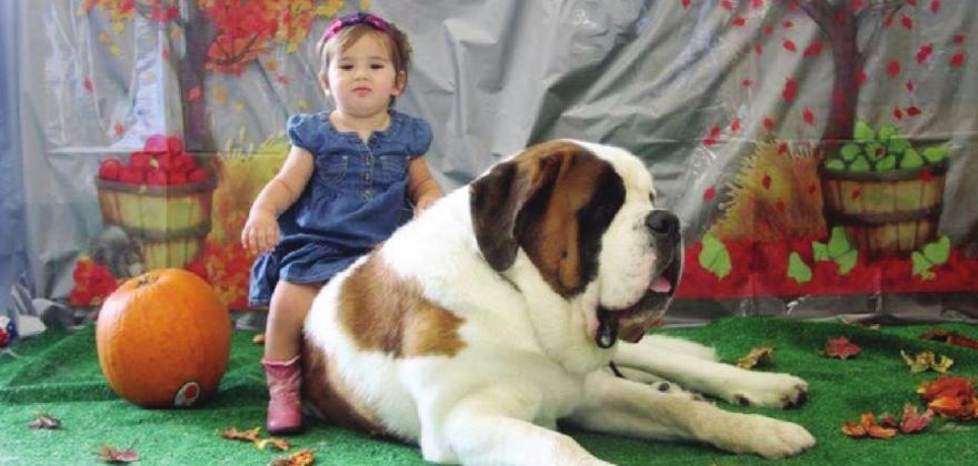 Contributed photos Everyone can receive love from Saint Bernards, including children and Santa Claus, at Decadent Saint Winery’s fundraiser on Dec. 18 in Bertram. The event will feature a kissing booth, photo opportunities, music and wine.